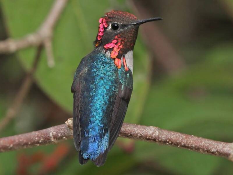 Bee Hummingbird, Photos 4