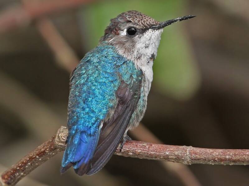 Bee Hummingbird, Photos 2