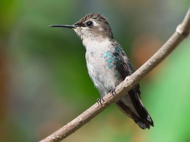 Bee Hummingbird, Photos 3