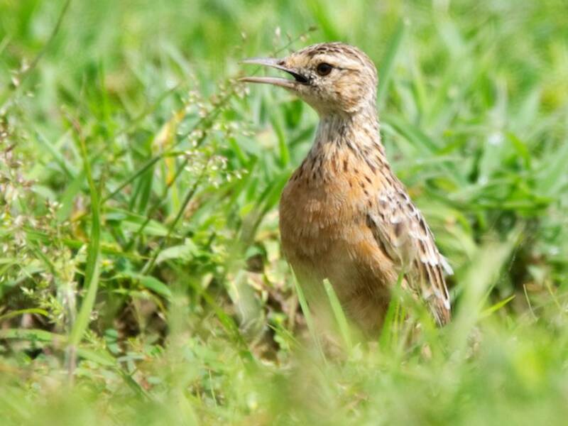 Allodola di Beesley, Foto 4