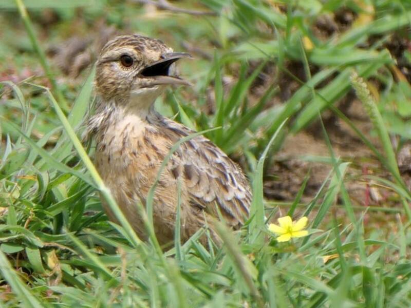 Allodola di Beesley, Foto 3