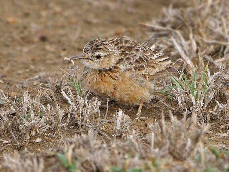 Allodola di Beesley, Foto 2
