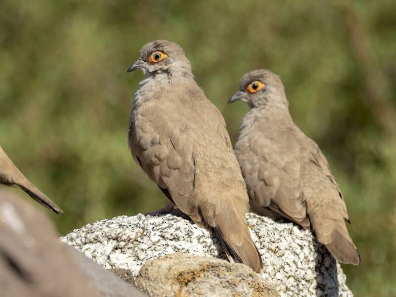 Columbina Menuda