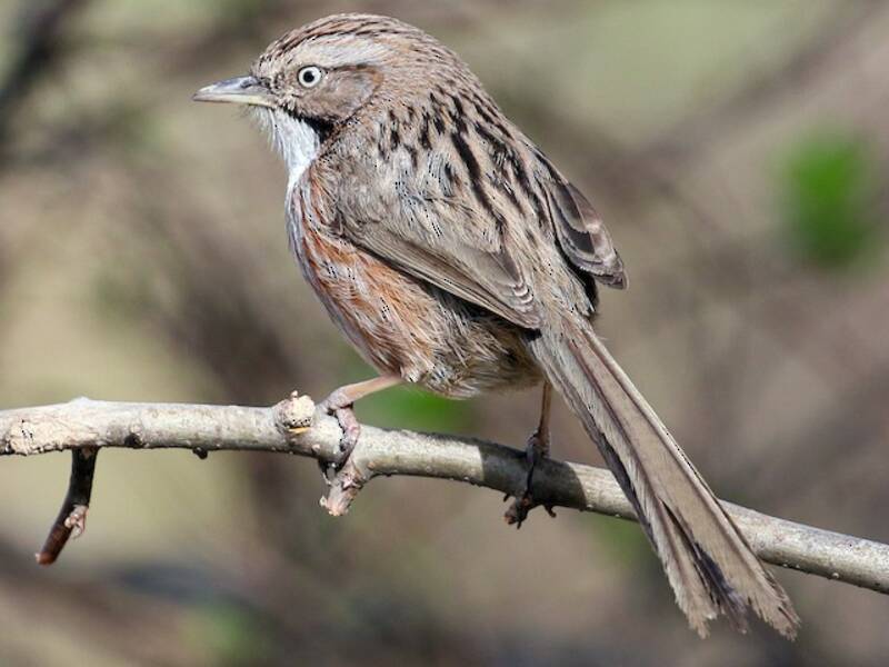 Beijing Babbler, Photos 3