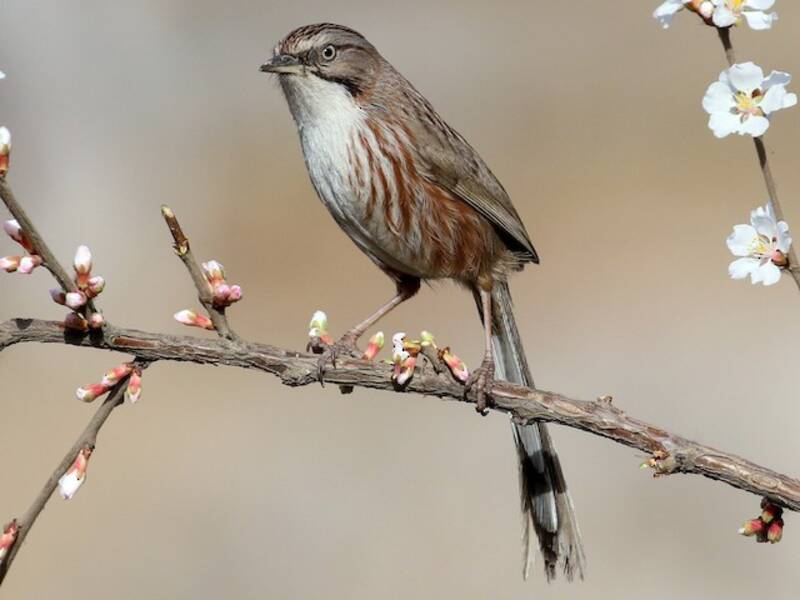 Beijing Babbler, Photos 2