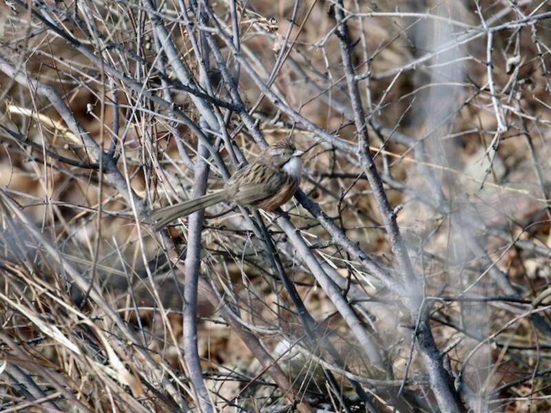 Beijing Babbler, Photos 4