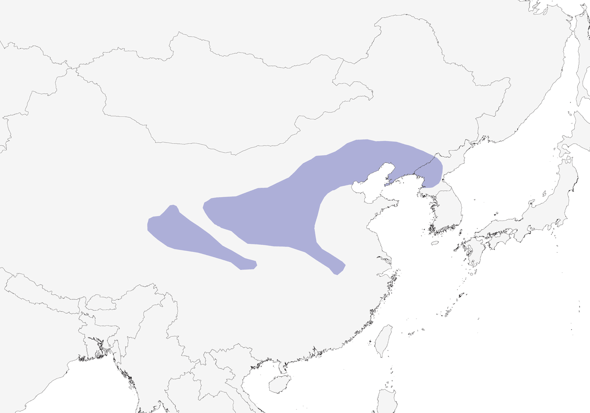 Beijing Babbler, Distribution 1