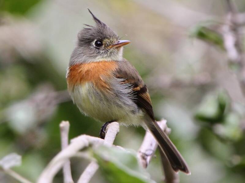 Belted Flycatcher, 照片 3