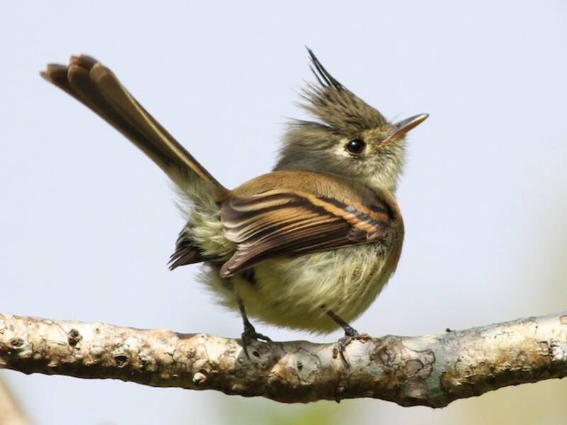 Belted Flycatcher, 照片 2