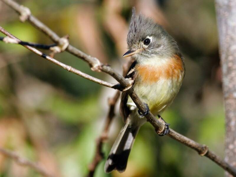 Belted Flycatcher