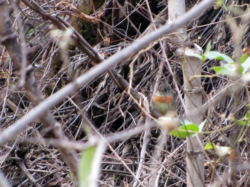 Belted Flycatcher, 照片 4