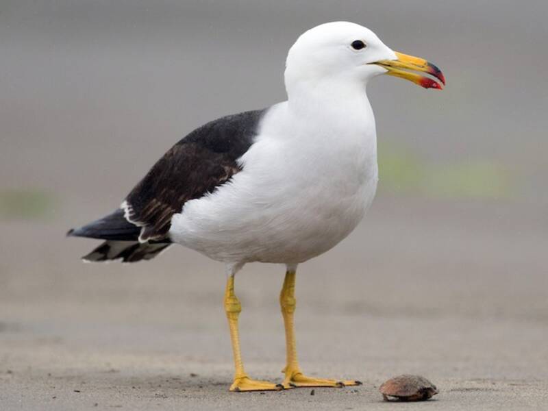 Belcher's Gull