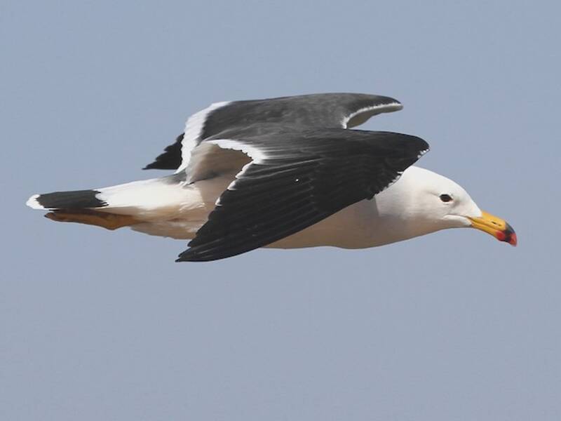 Belcher's Gull, Photos 2