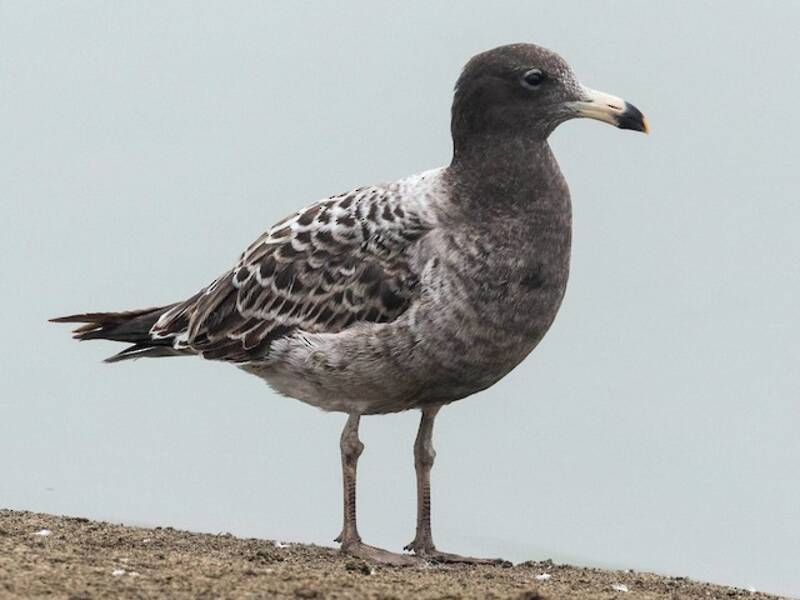 Belcher's Gull, Photos 3