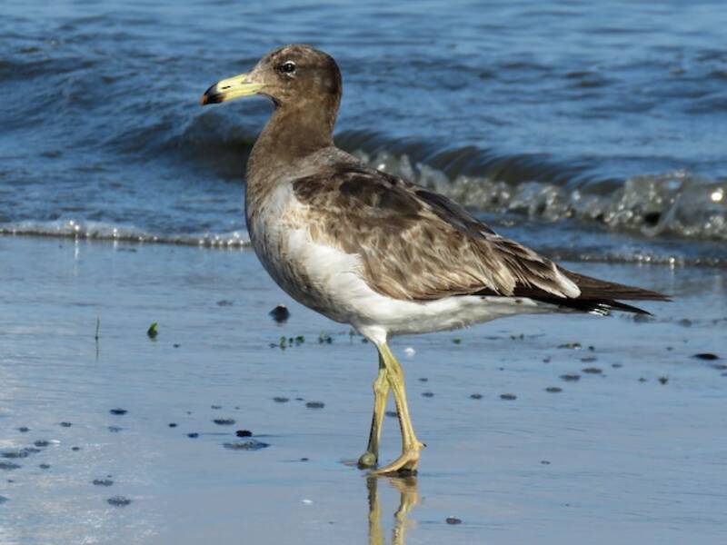 Belcher's Gull, Photos 4