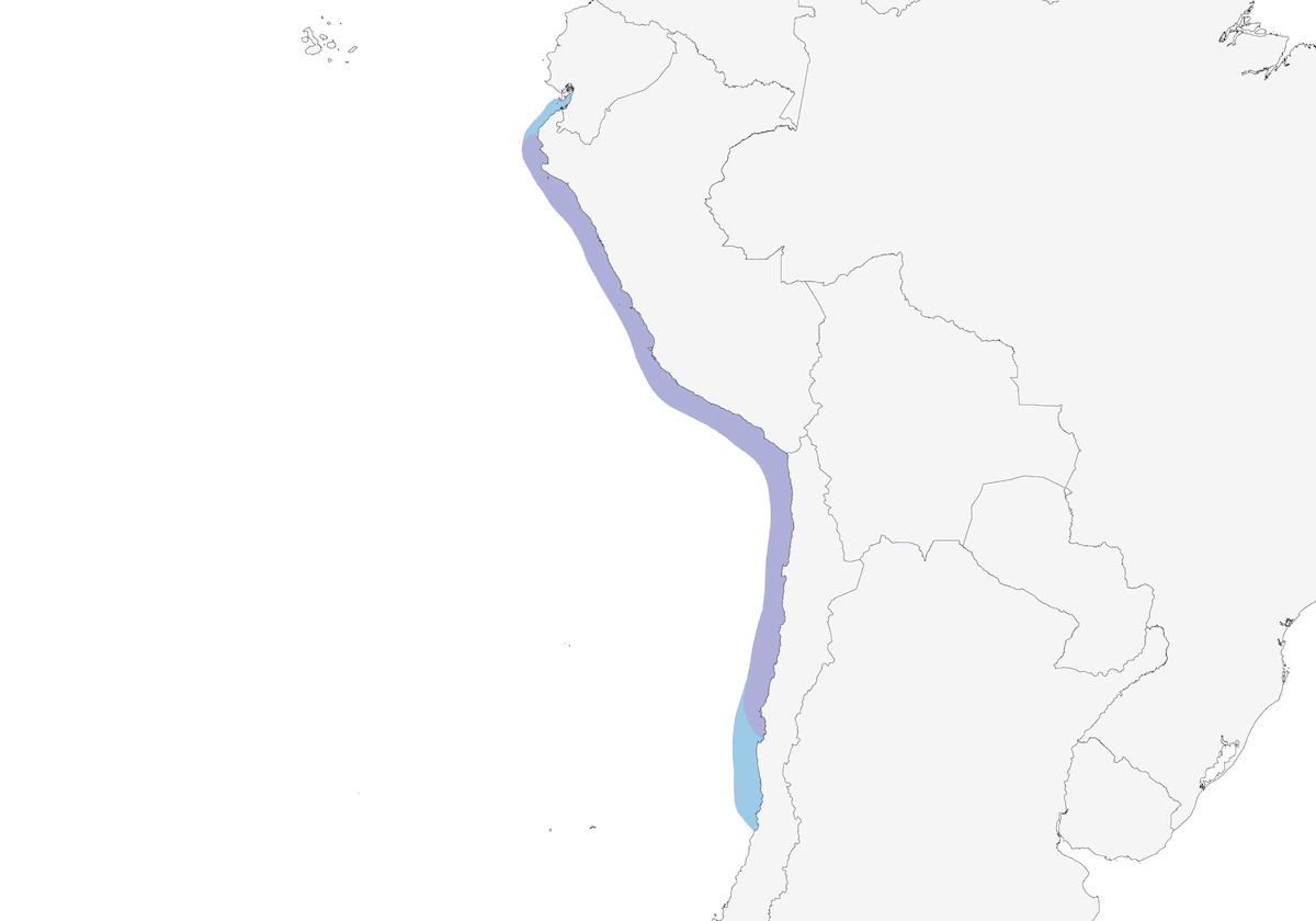 Belcher's Gull, Distribution 1