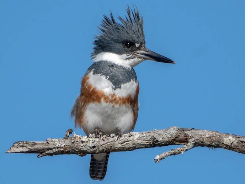 Gürtelfischer, Fotos 2