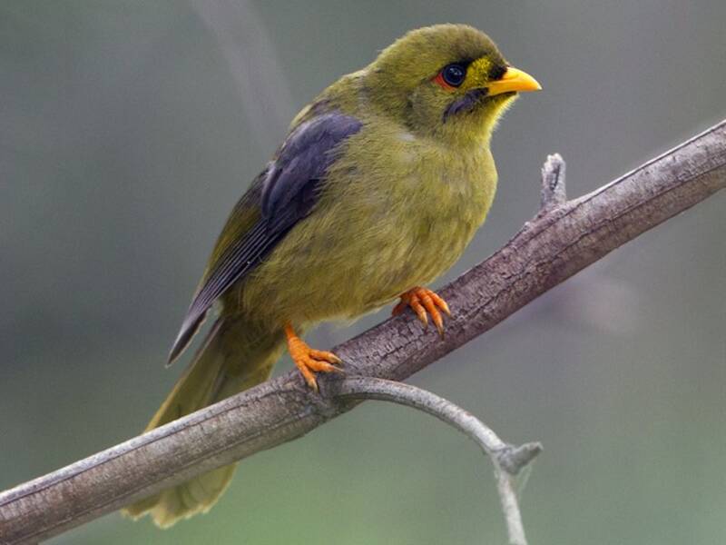 Bell Miner