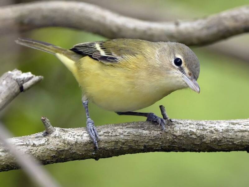 Vireo di Bell, Foto 3