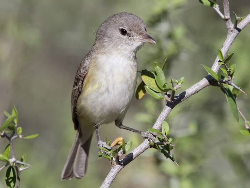 Vireo di Bell, Foto 4