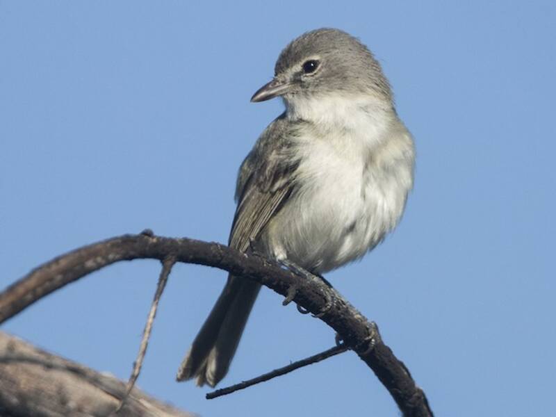 Vireo di Bell, Foto 2