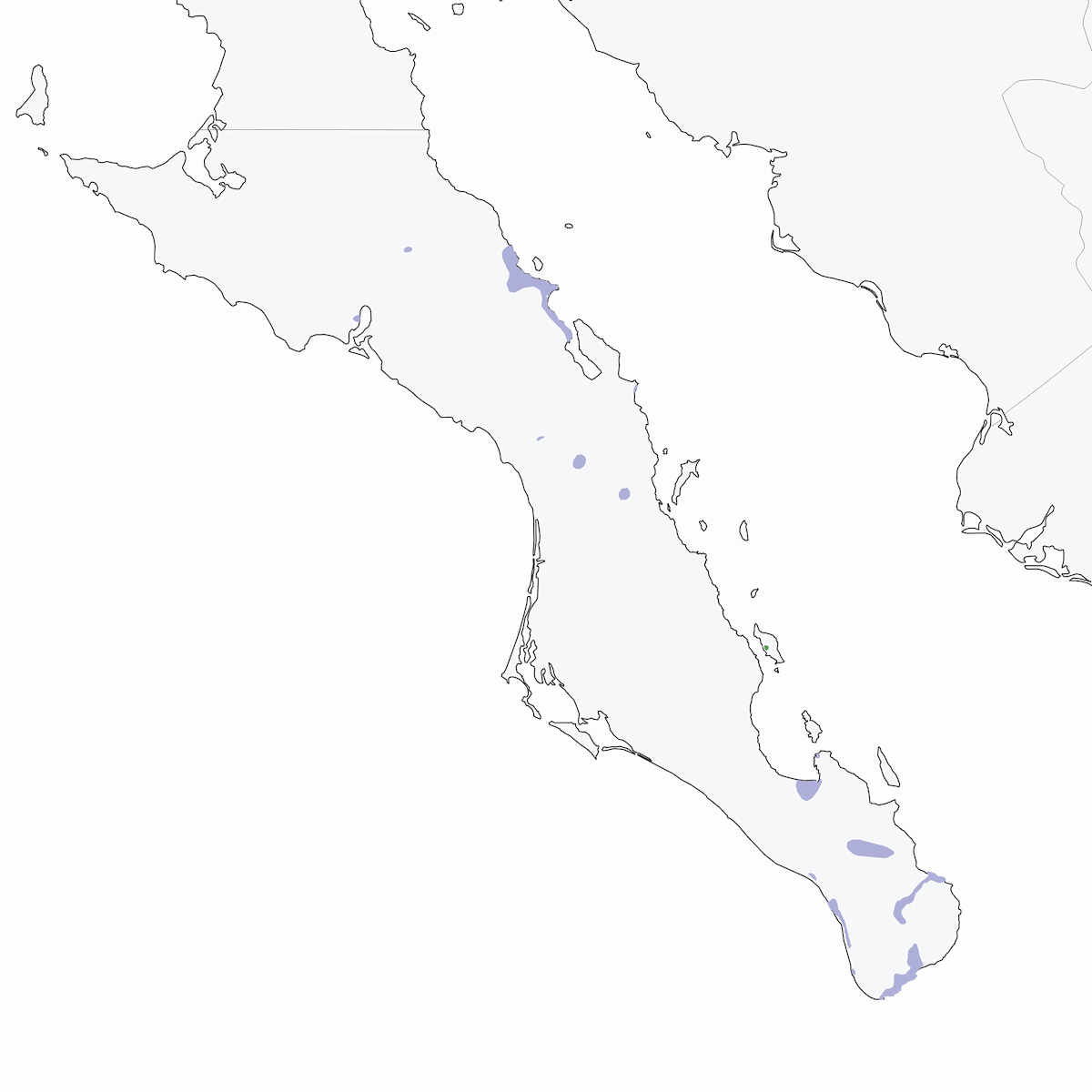 Mascarita de Belding, Distribución 1