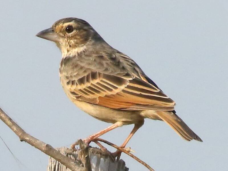 Bengal Bushlark, Photos 3