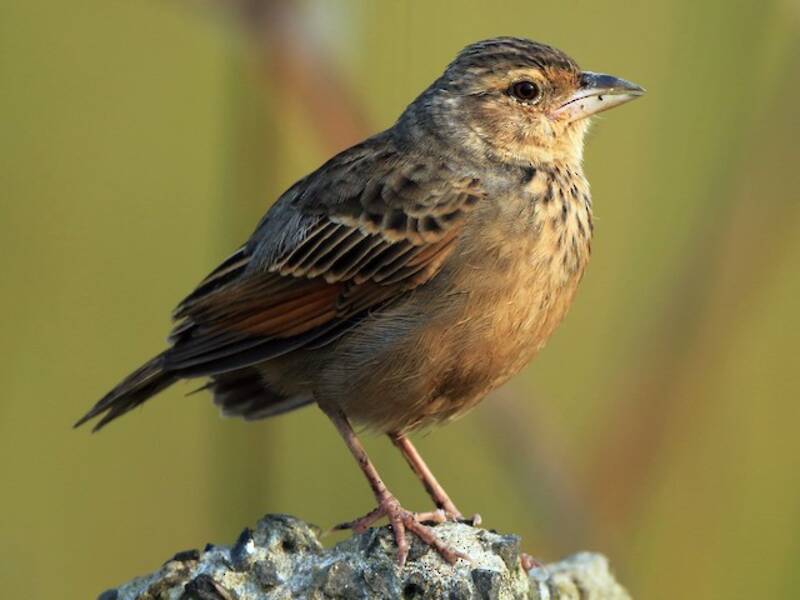 Bengal Bushlark, Photos 4