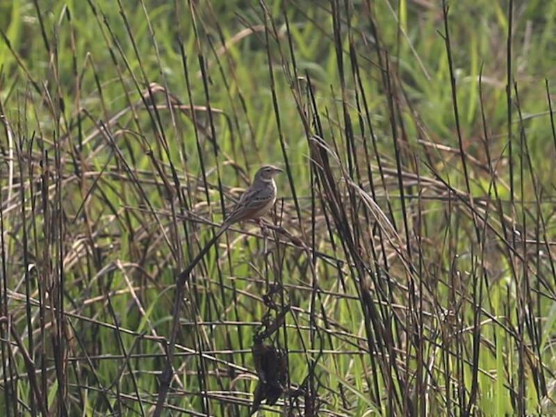 Bengal Bushlark, Photos 2