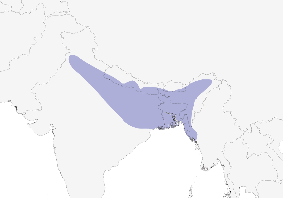 Bengal Bushlark, Distribution 1