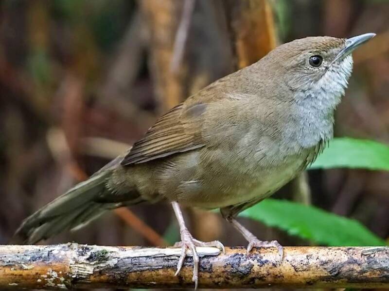 Benguet Bush Warbler, Photos 4