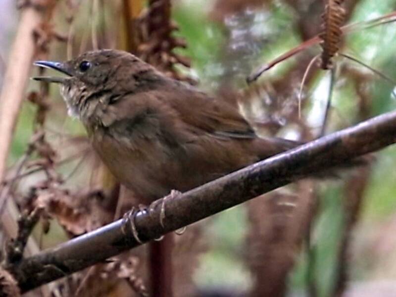 Benguet Bush Warbler, Photos 3