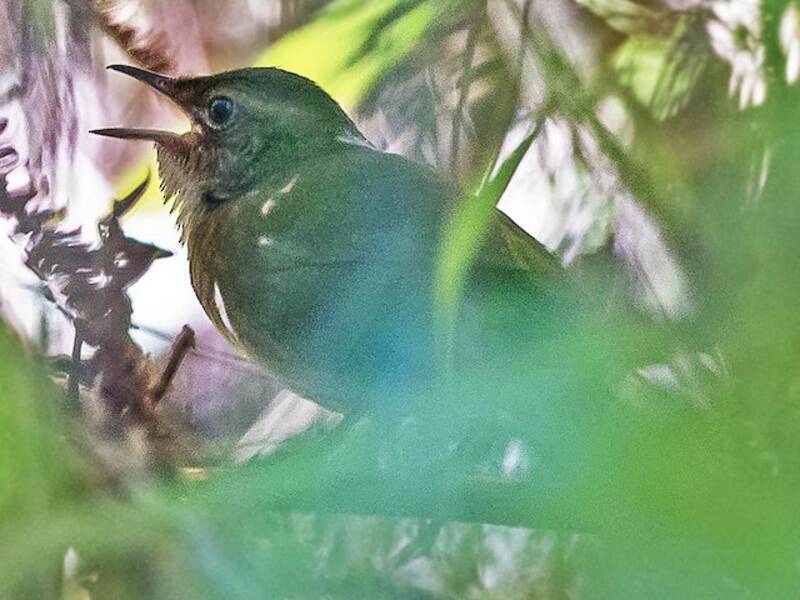 Benguet Bush Warbler, Photos 2