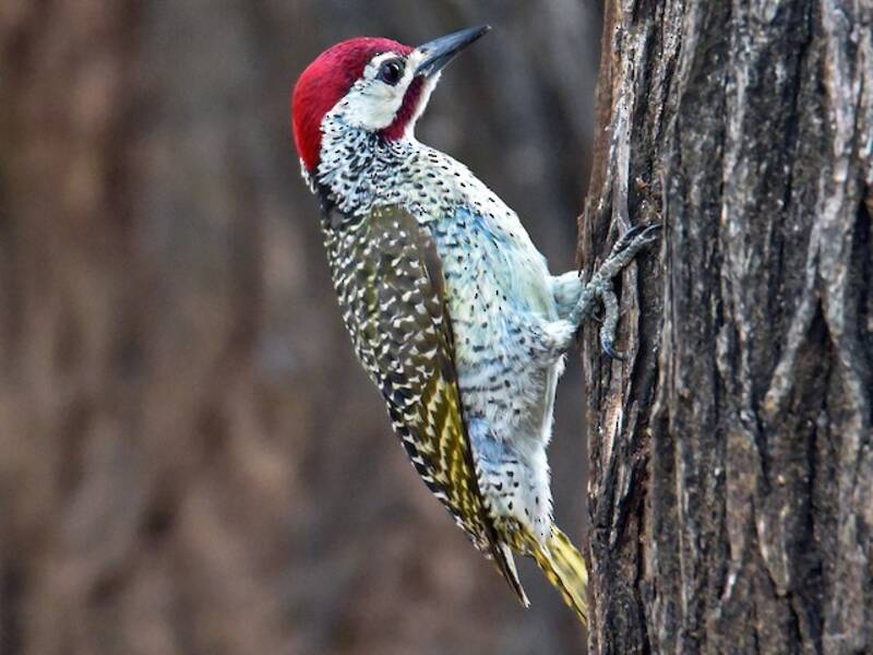 Bennett's Woodpecker