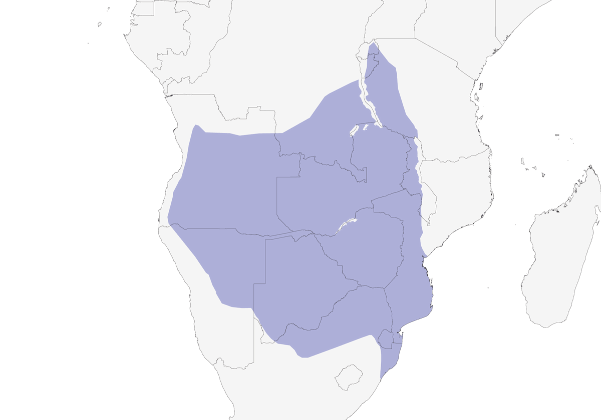 Pito de Bennett, Distribución 1