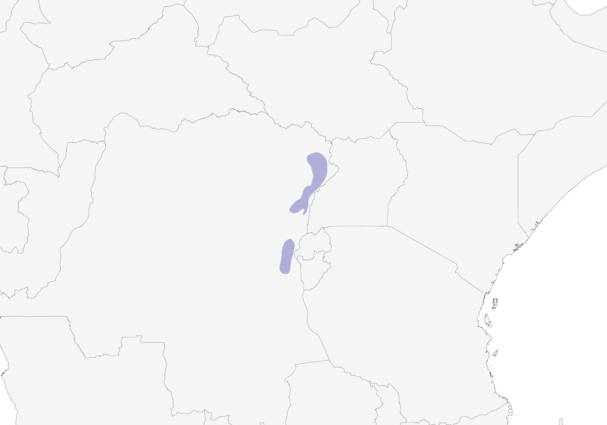 Pigliamosche del paradiso di Bedford, Distribuzione 1