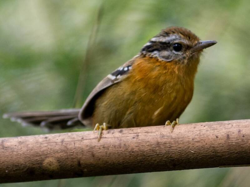 Bertoni-Ameisenvogel, Fotos 2