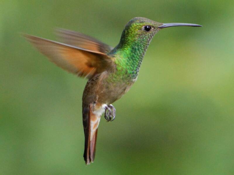 Colibrì berillino