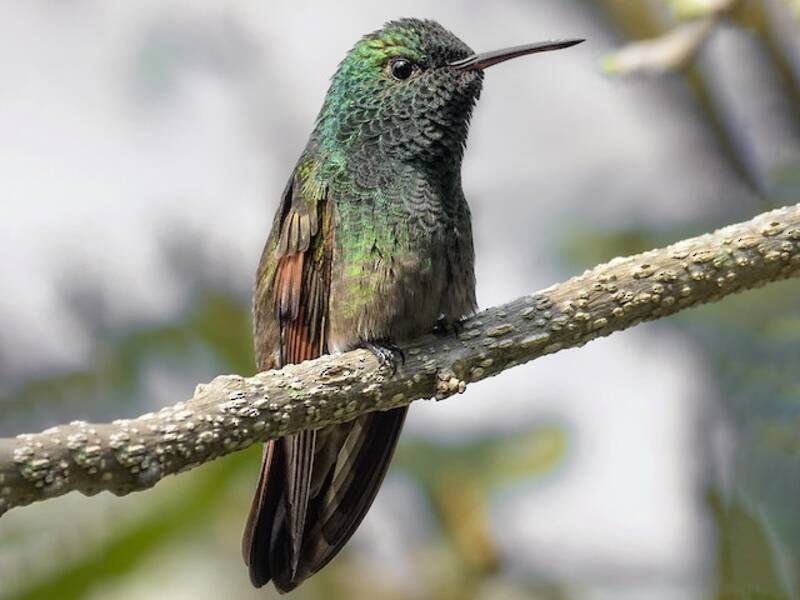 Colibrì berillino, Foto 4