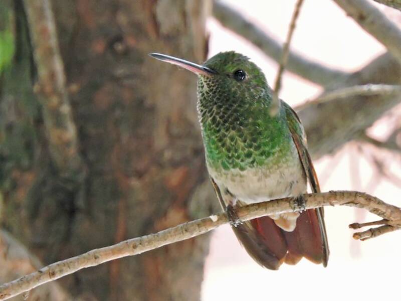 Colibrì berillino, Foto 3