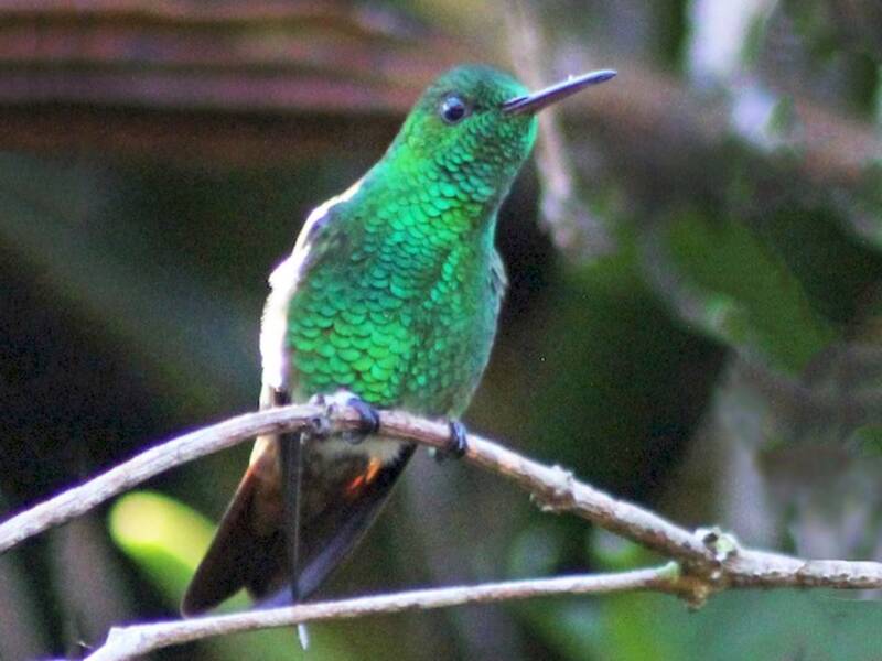 Colibrì berillino, Foto 2