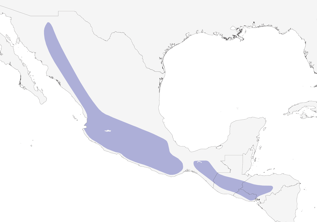 Colibrì berillino, Distribuzione 1