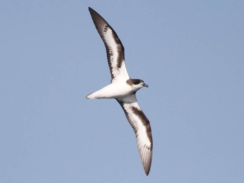Bermuda Petrel