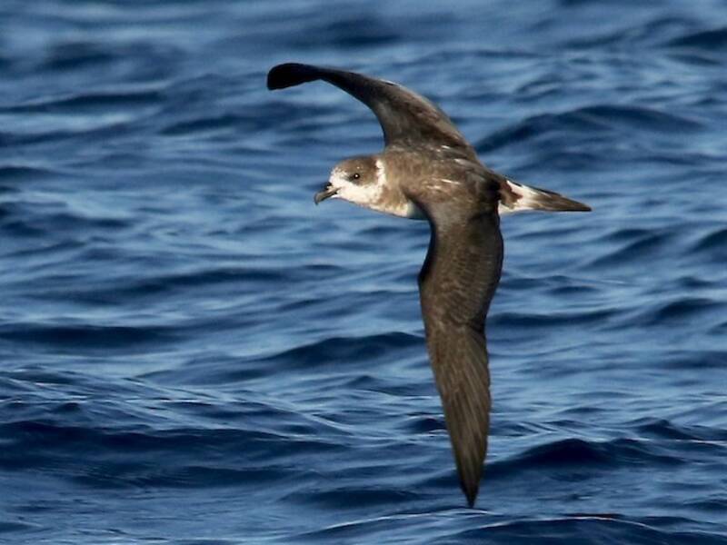 Bermuda Petrel, 照片 2