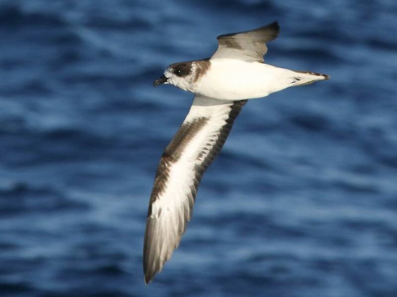Bermuda Petrel, 照片 3