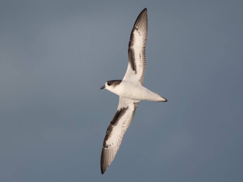 Bermuda Petrel, 照片 4