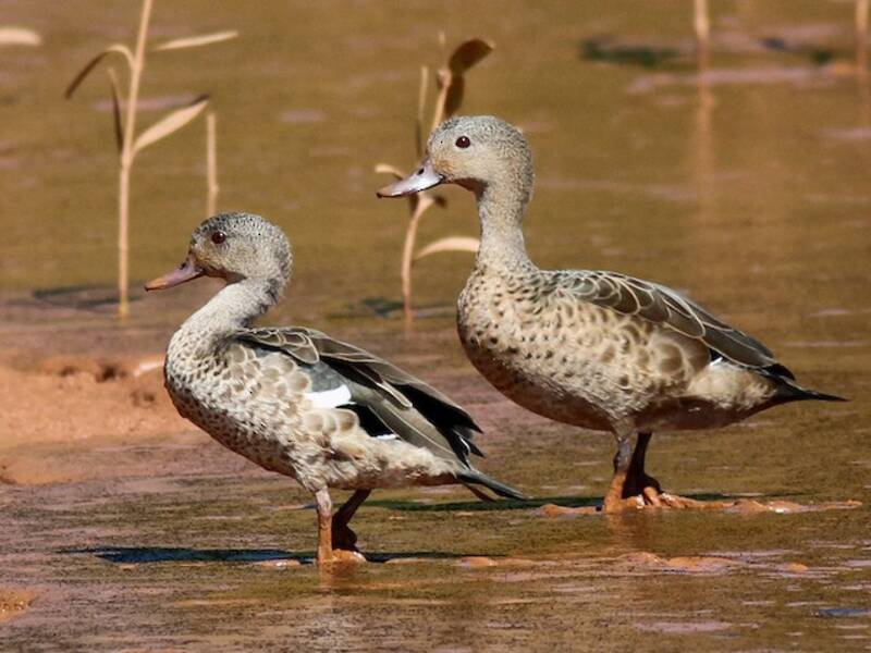 Sarcelle de Bernier