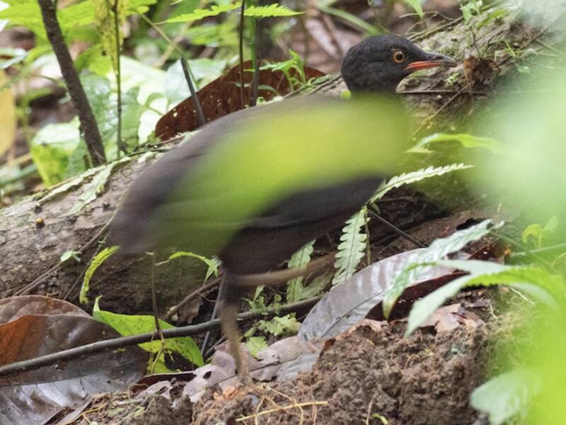 Berlepsch's Tinamou, Photos 3