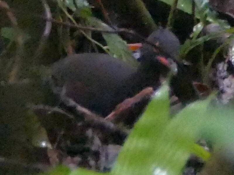 Berlepsch's Tinamou, Photos 4