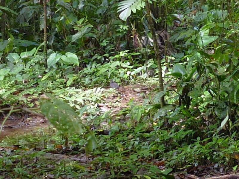 Berlepsch's Tinamou, Photos 2